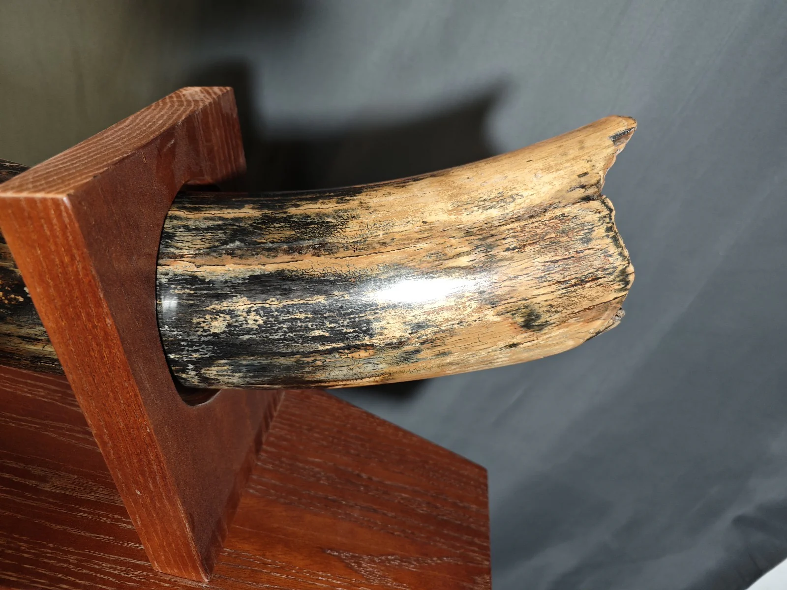 woolly mammoth tusk for sale