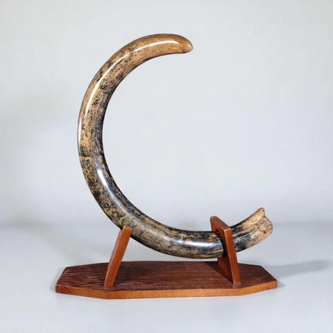 woolly mammoth tusk for sale