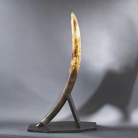 woolly mammoth tusk