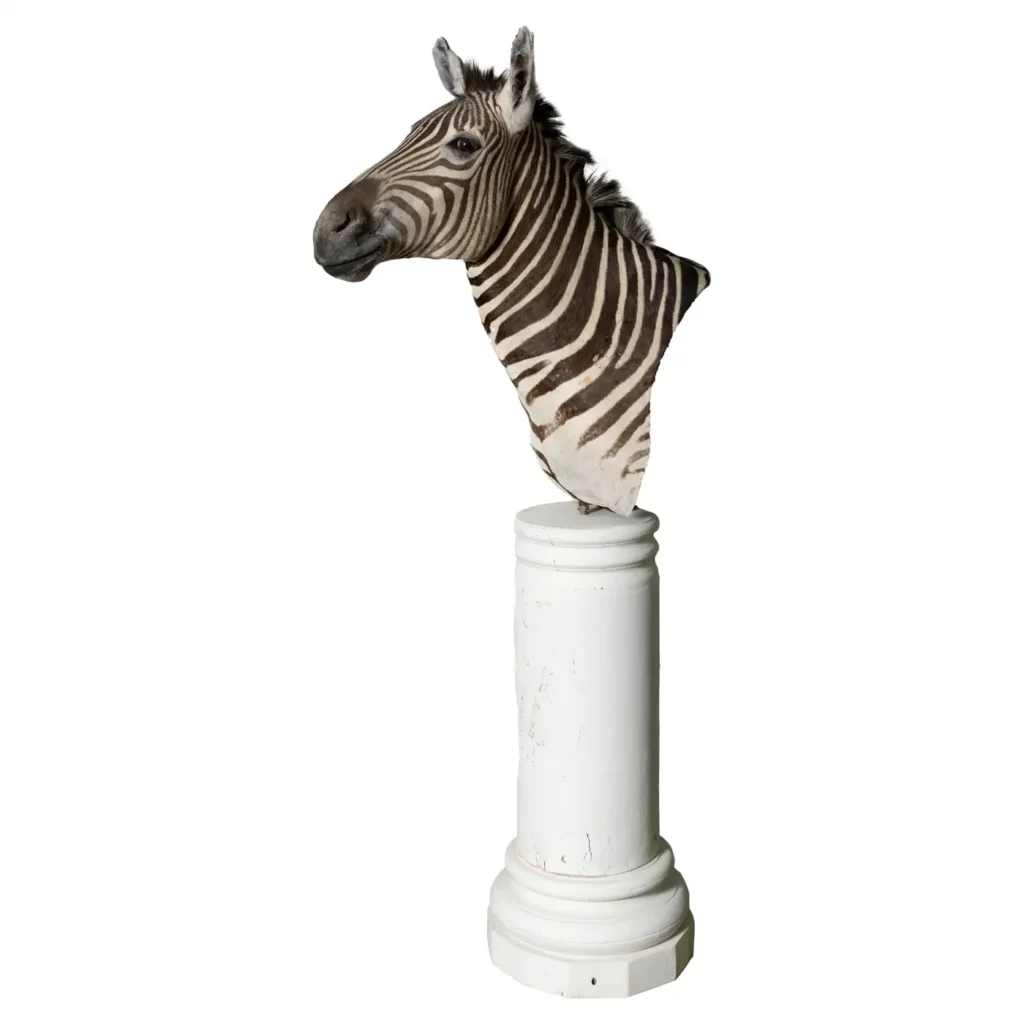 zebra taxidermy