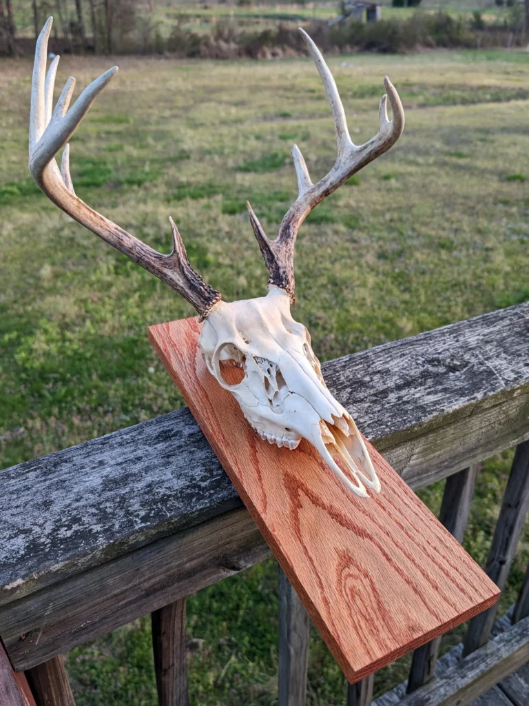 European mount for sale