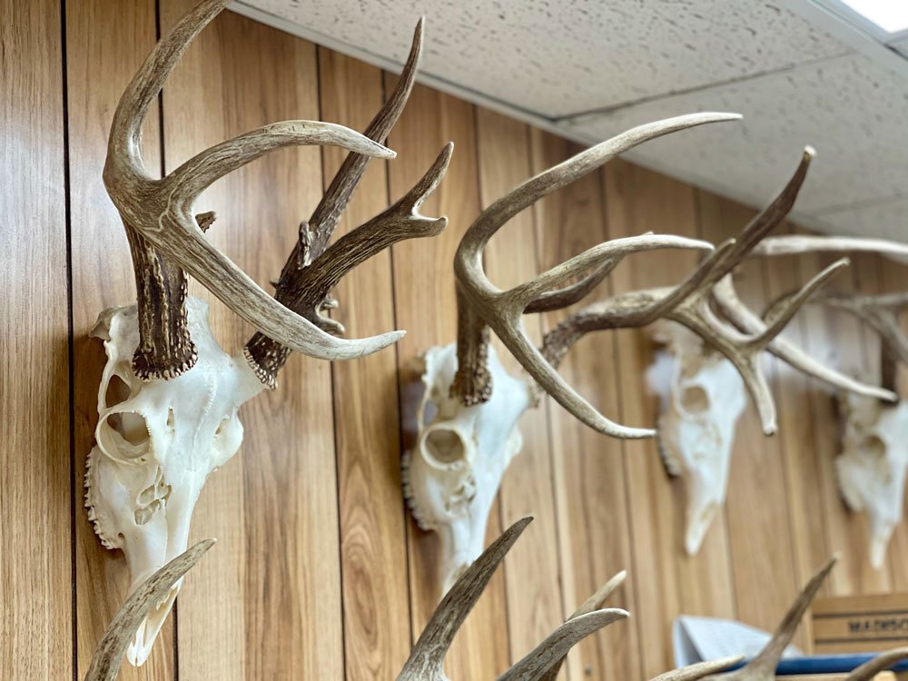 European mount for sale