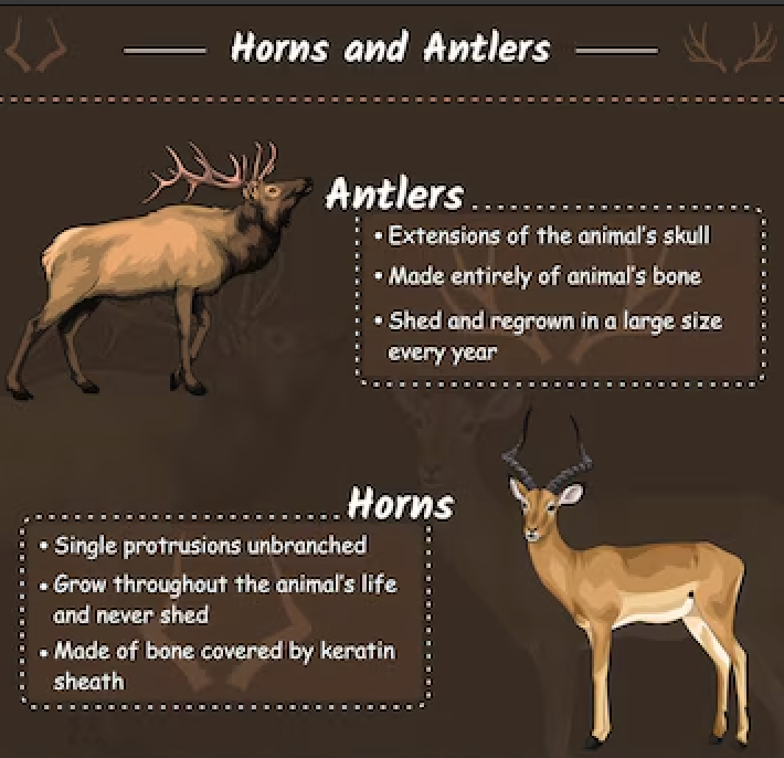 antlers and horns
