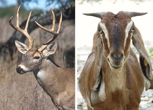 antlers and horns