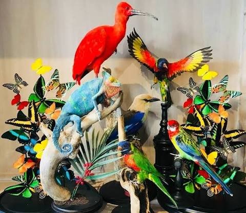 bird taxidermy