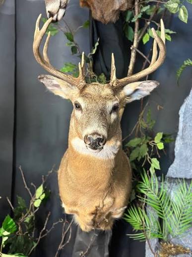 deer head mount for sale