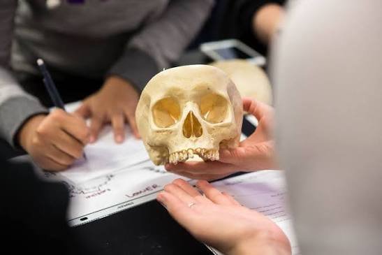 forensic anthropology
