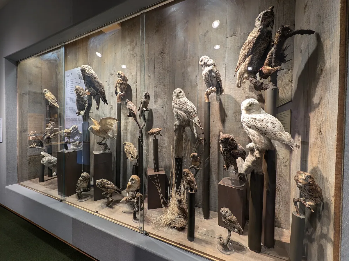 how does taxidermy work