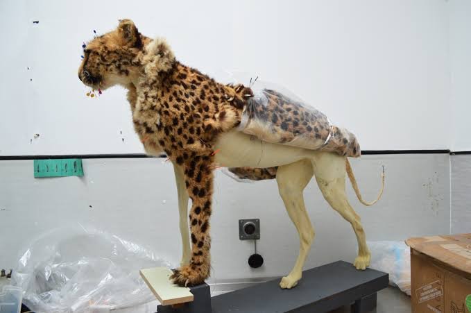Taxidermy process
