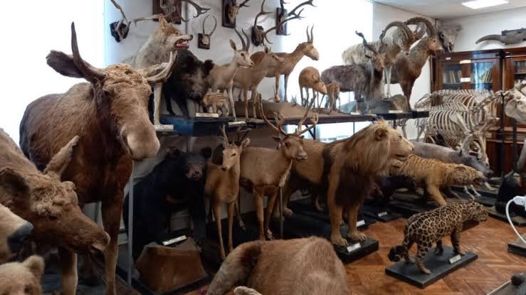 how much does taxidermy cost