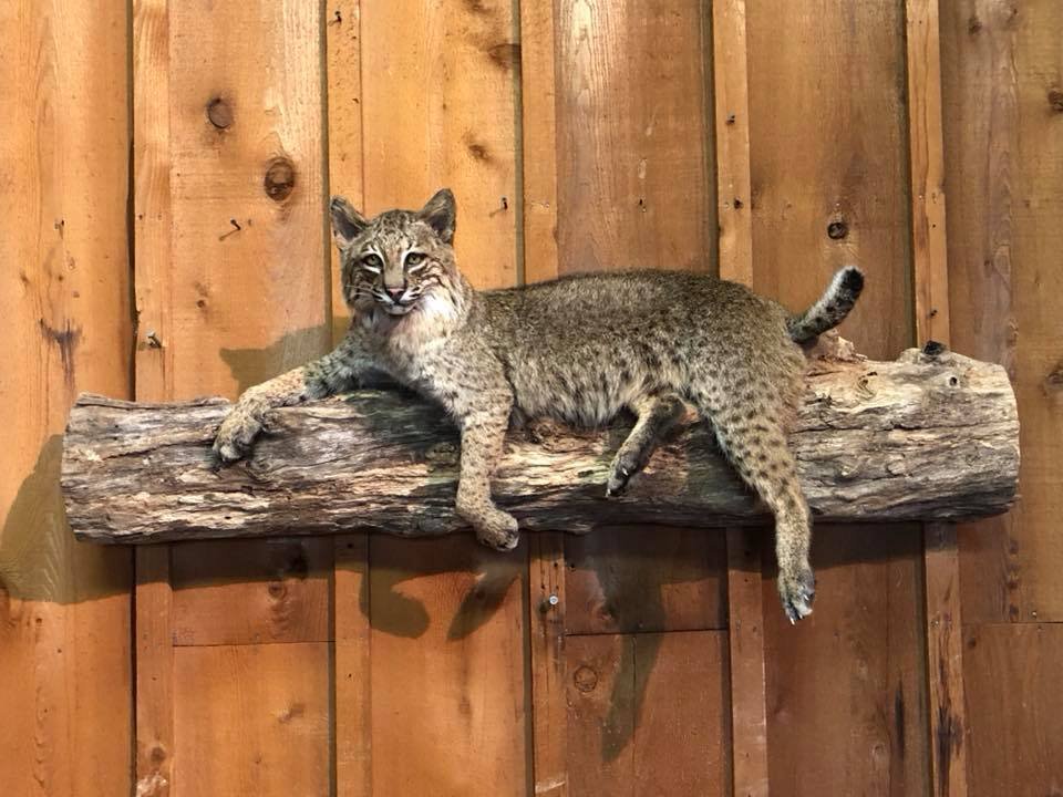 how much does taxidermy cost