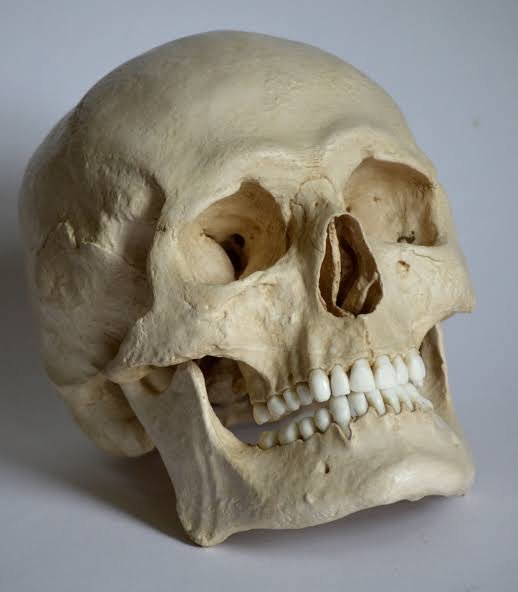 how to buy a human skull