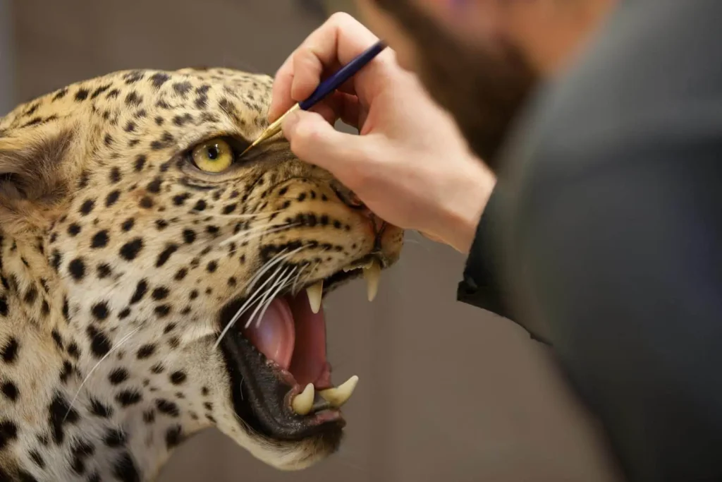 how to care for taxidermy 