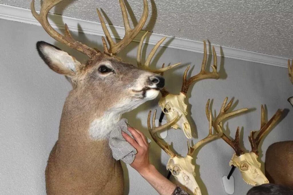 how to care for taxidermy 