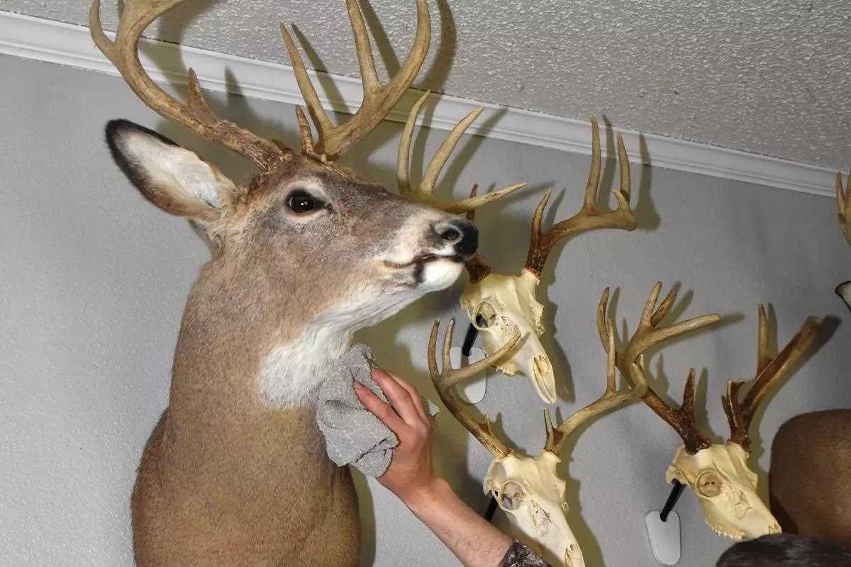 how to care for taxidermy 