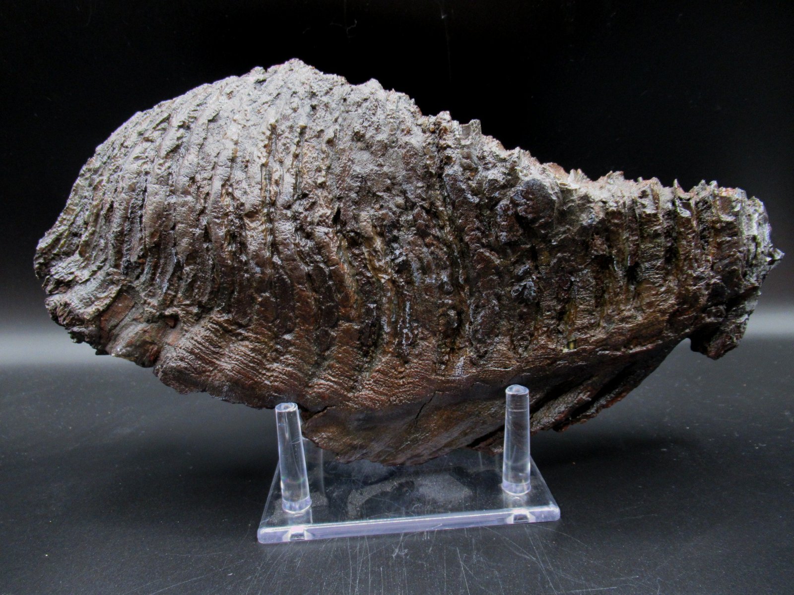 Large Genuine Woolly Mammoth Tooth Fossil #14, Ice Age Alaska - Image 2