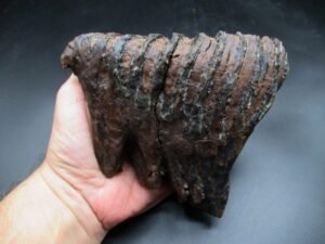 Woolly Mammoth Tooth Fossil #15