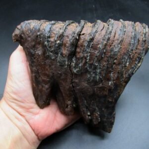 Woolly Mammoth Tooth Fossil #15