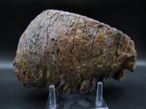 Genuine Woolly Mammoth Tooth Fossil #12