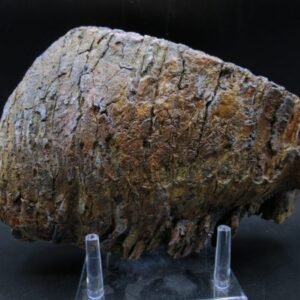 Genuine Woolly Mammoth Tooth Fossil #12