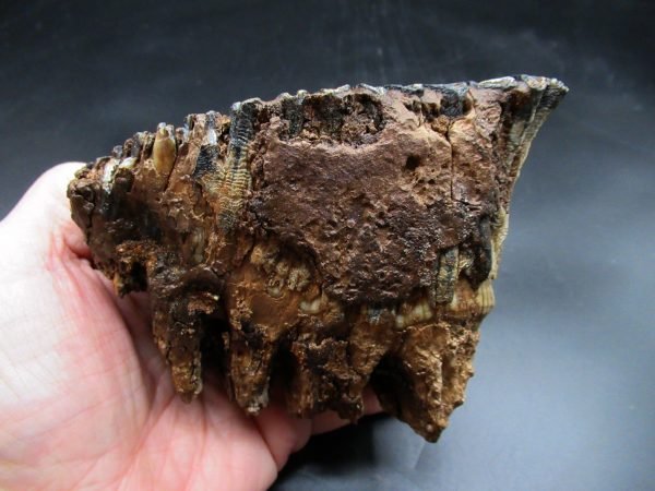 Genuine Woolly Mammoth Tooth Fossil #17, Ice Age Alaska - Image 3