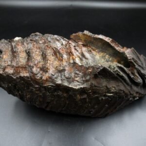 Genuine Woolly Mammoth Tooth Fossil #13