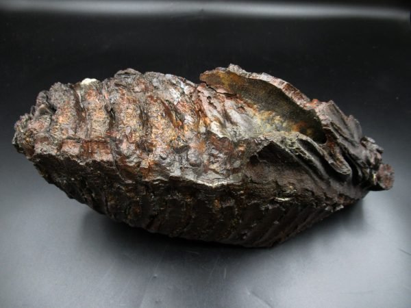 Genuine Woolly Mammoth Tooth Fossil #13