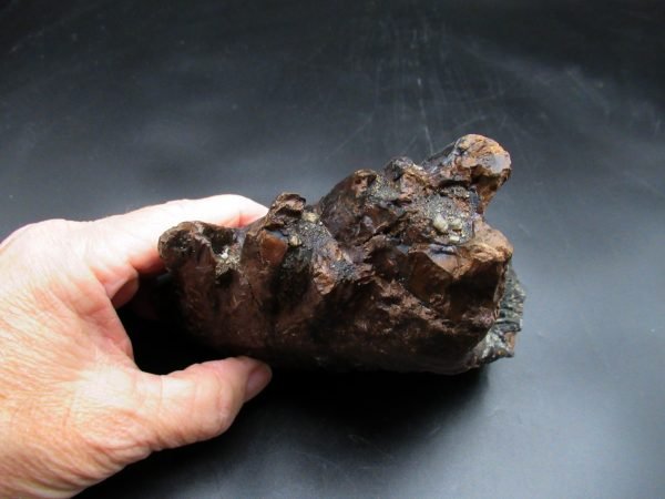Genuine Woolly Mammoth Tooth Fossil #15, Ice Age Alaska - Image 2
