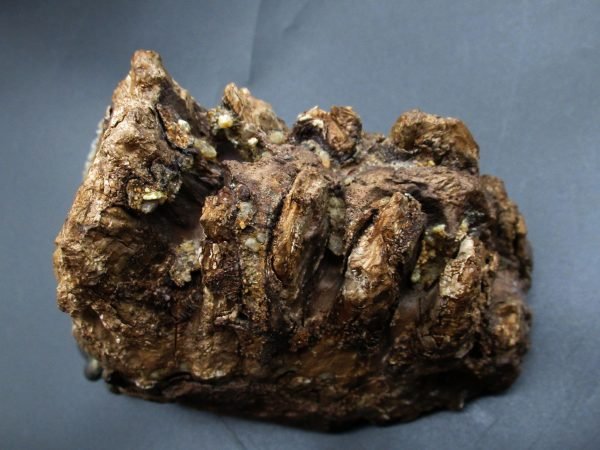 Genuine Woolly Mammoth Tooth Fossil #16, Ice Age Alaska - Image 3
