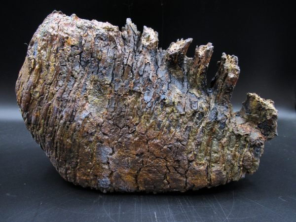 Genuine Woolly Mammoth Tooth Fossil #12, Ice Age Alaska - Image 2