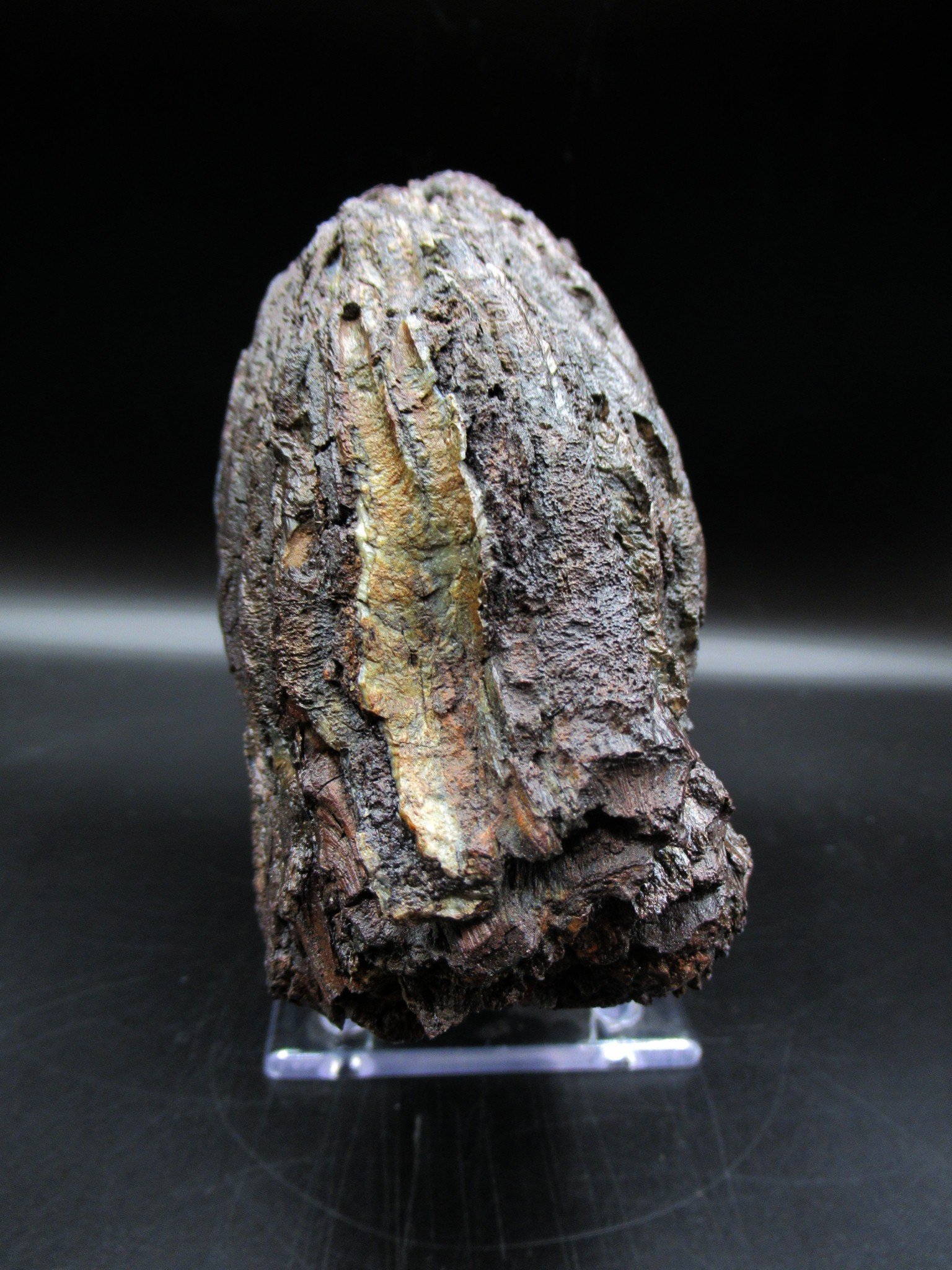 Genuine Woolly Mammoth Tooth Fossil #13, Ice Age Alaska - Image 3