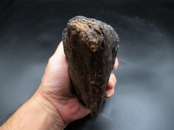 Genuine Woolly Mammoth Tooth Fossil #15, Ice Age Alaska - Image 3