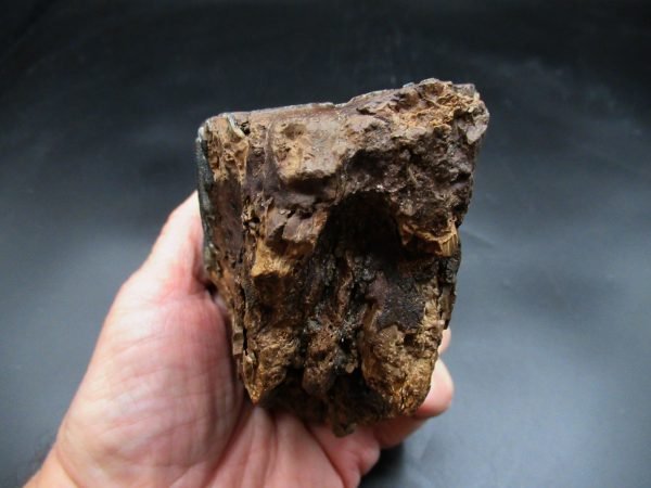 Genuine Woolly Mammoth Tooth Fossil #16, Ice Age Alaska - Image 4