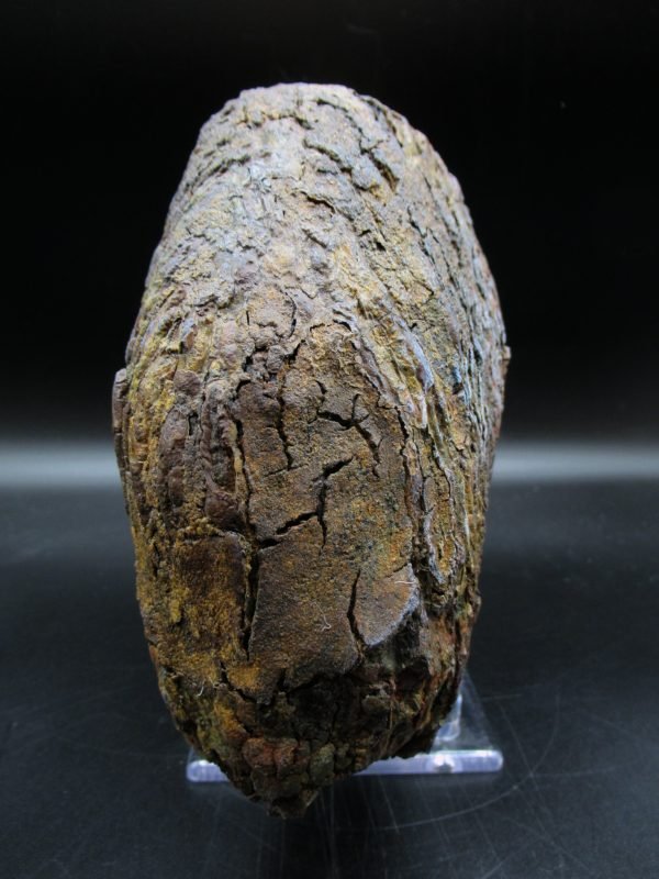 Genuine Woolly Mammoth Tooth Fossil #12, Ice Age Alaska - Image 3