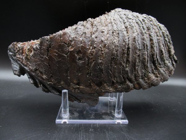 Large Genuine Woolly Mammoth Tooth Fossil #14, Ice Age Alaska - Image 4