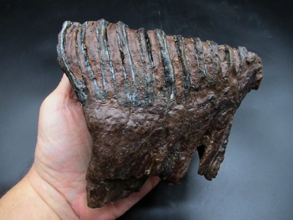 Genuine Woolly Mammoth Tooth Fossil #15, Ice Age Alaska - Image 4