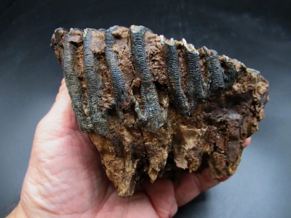 Genuine Woolly Mammoth Tooth Fossil #17, Ice Age Alaska - Image 5