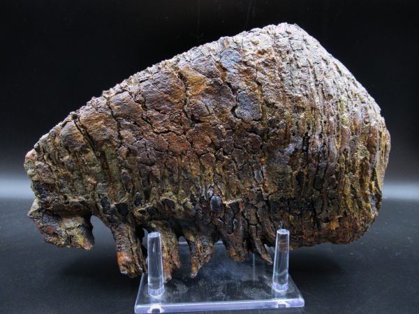 Genuine Woolly Mammoth Tooth Fossil #12, Ice Age Alaska - Image 4