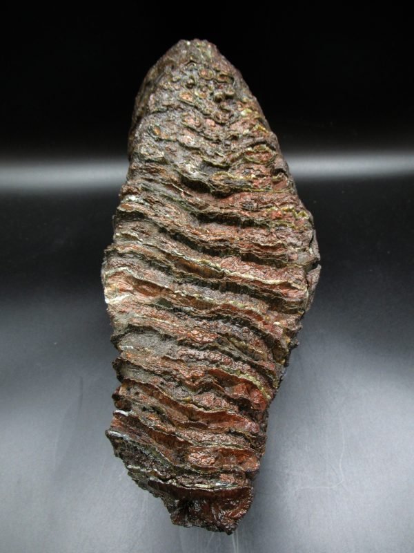Large Genuine Woolly Mammoth Tooth Fossil #14, Ice Age Alaska - Image 5