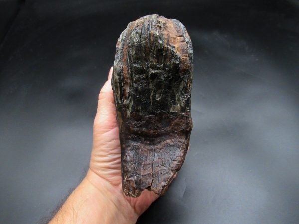 Genuine Woolly Mammoth Tooth Fossil #15, Ice Age Alaska - Image 5