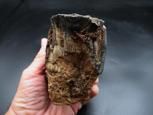 Genuine Woolly Mammoth Tooth Fossil #16, Ice Age Alaska - Image 6
