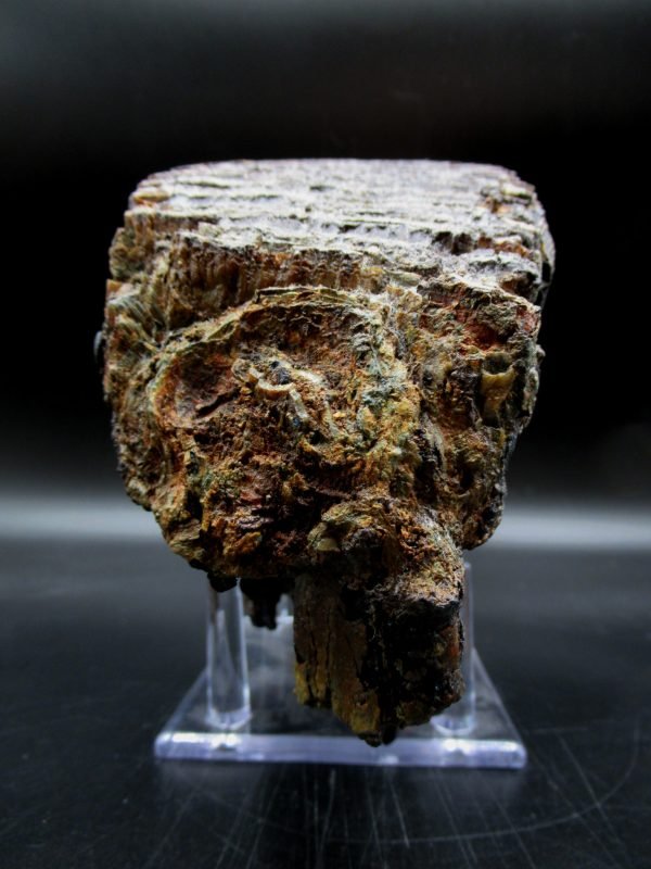 Genuine Woolly Mammoth Tooth Fossil #12, Ice Age Alaska - Image 5