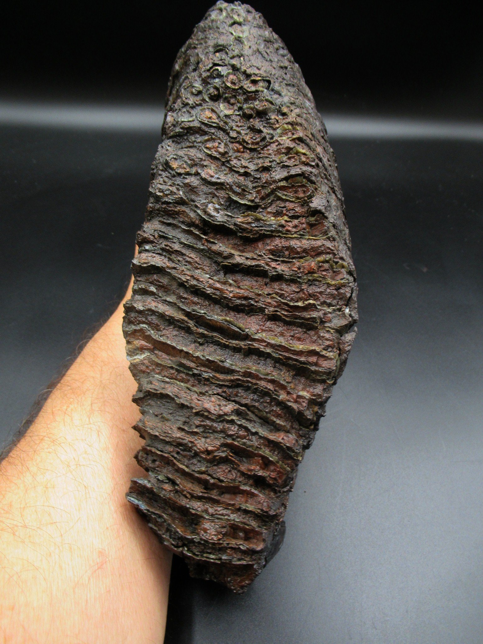Large Genuine Woolly Mammoth Tooth Fossil #14, Ice Age Alaska - Image 6