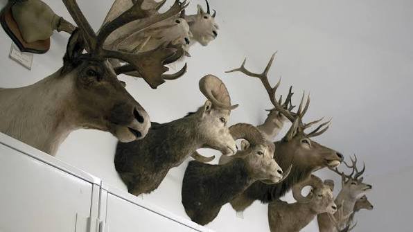 Taxidermy supplies 