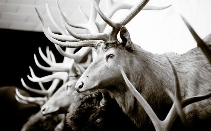 Taxidermy supplies