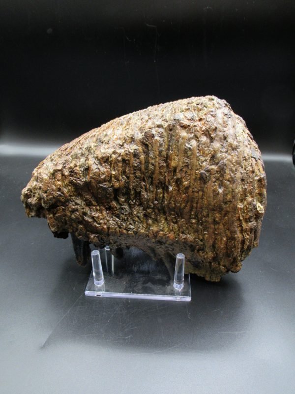 Genuine Woolly Mammoth Tooth Fossil #10, Ice Age Alaska - Image 2
