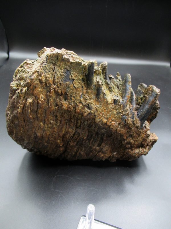 Genuine Woolly Mammoth Tooth Fossil #10, Ice Age Alaska - Image 3