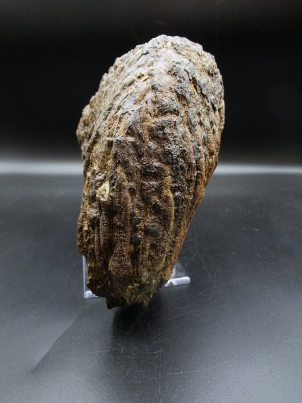 Genuine Woolly Mammoth Tooth Fossil #10, Ice Age Alaska - Image 4