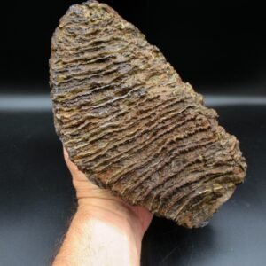 Genuine Woolly Mammoth Tooth Fossil #10