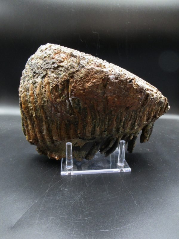 Genuine Woolly Mammoth Tooth Fossil #10, Ice Age Alaska - Image 5